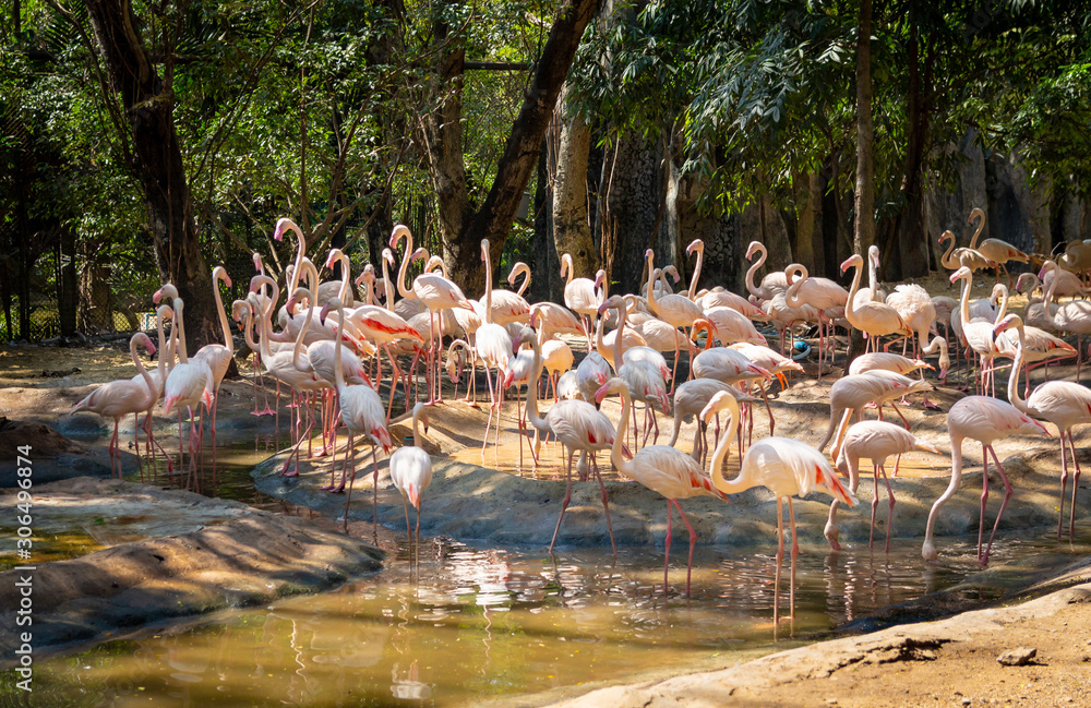 Naklejka premium group of pink flamingos