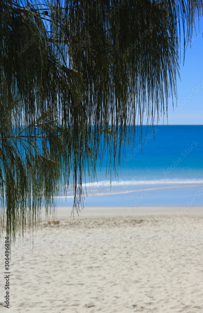 Palm fronds hanging down over sandy beach Palm fronds hanging down over sandy beach