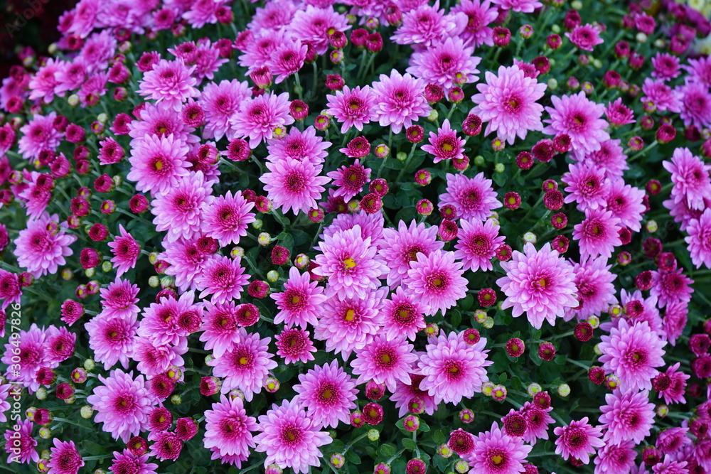 autumn flowers asters bouquet autumn flowers asters bouquet