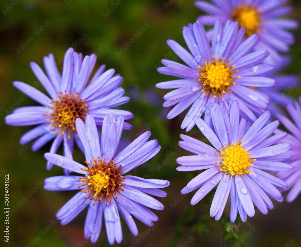 Fototapeta premium Blue aster flowers.