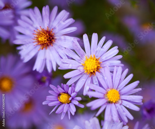 Blue aster flowers.