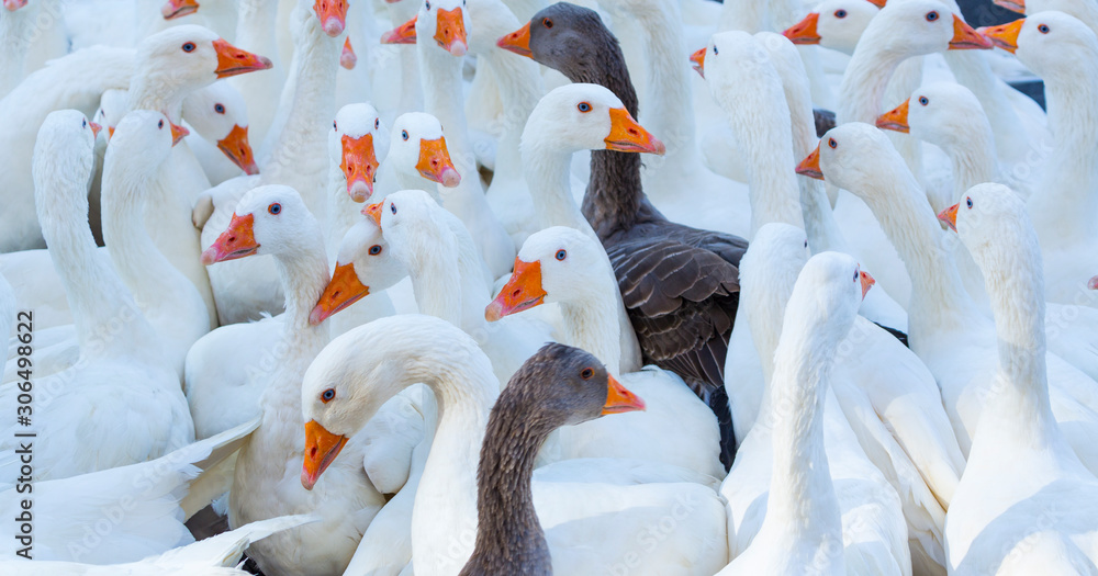 OCA (Anser anser), Aste Nagusia (English Great Week) the main festival