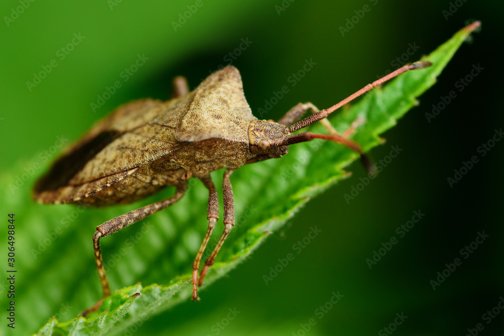 Macro shot of southern green shield bug Macro shot of southern green shield bug