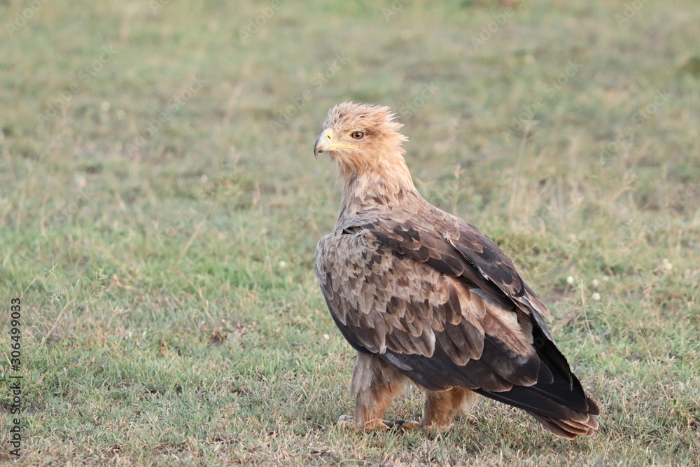 Tawny eagle in the african savannah. Tawny eagle in the african savannah.