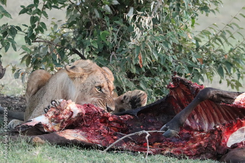 Lion feeding on a cow carcass in the african savannah.