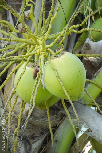 fresh green coconut fruit in nature garden