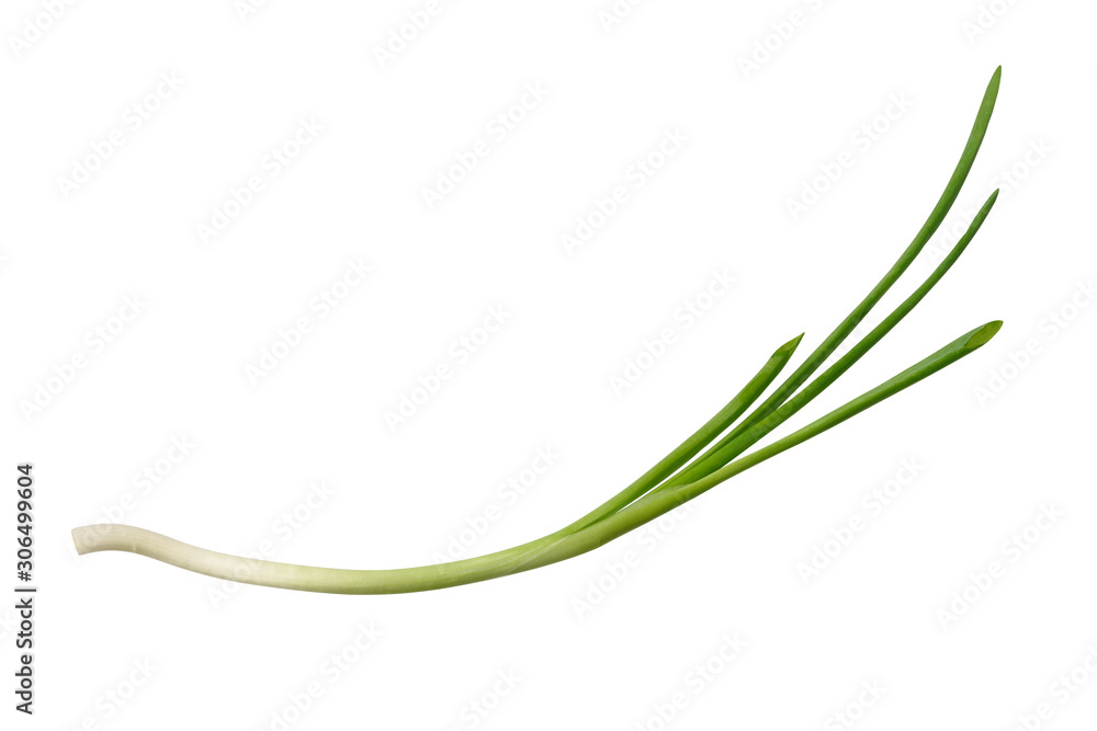 Green onion isolated on the white background Green onion isolated on the white background