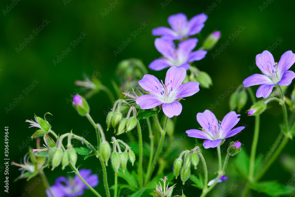 pink green summer background with flowers in the foreground pink green summer background with flowers in the foreground