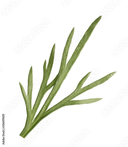 sprig of dill isolated on white, macro.