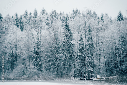 Trees strewn with snow in the winter forest. © nuclear_lily