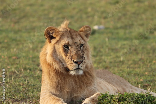 Young lion male closeup.