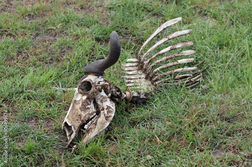 Wildebeest skull in the african savannah.