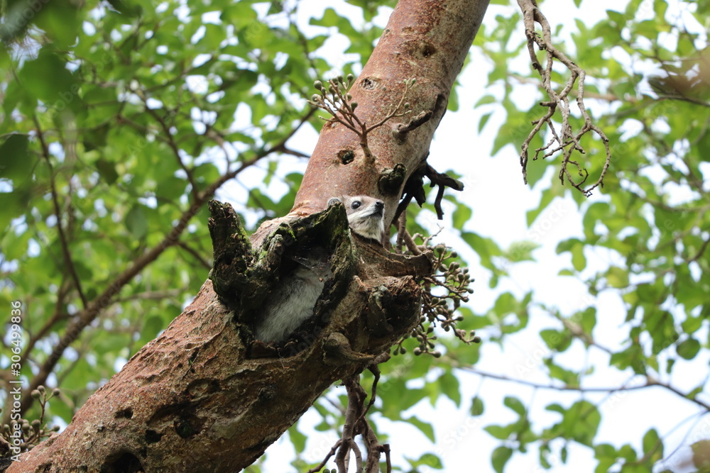 Fototapeta premium Tree hyrax in a tree.