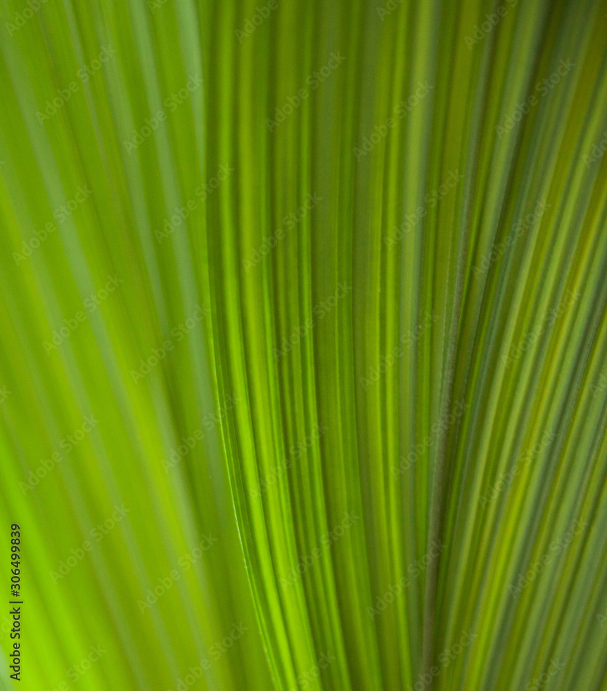 Green leaf. Close-up Green leaf. Close-up
