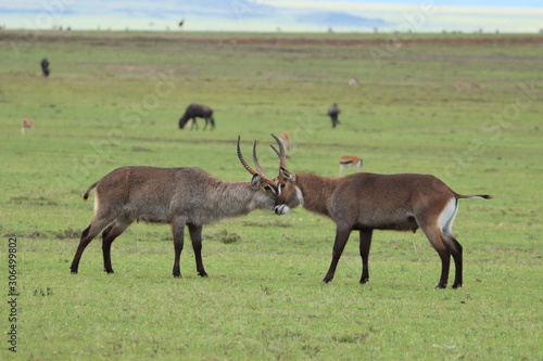 Waterbucks fighting in the african savannah.