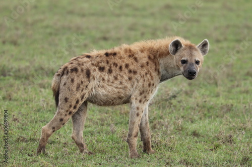 Young spotted hyena in the african savannah.