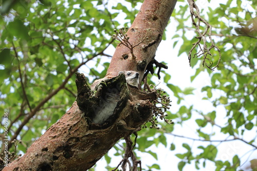 Tree hyrax in a tree. photo