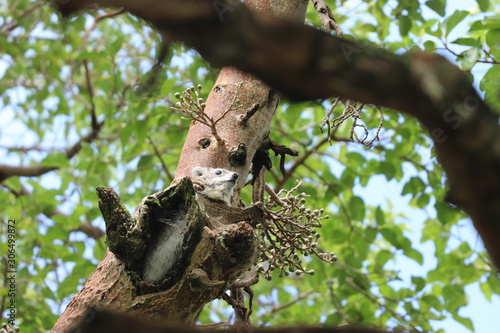 Tree hyrax in a tree.