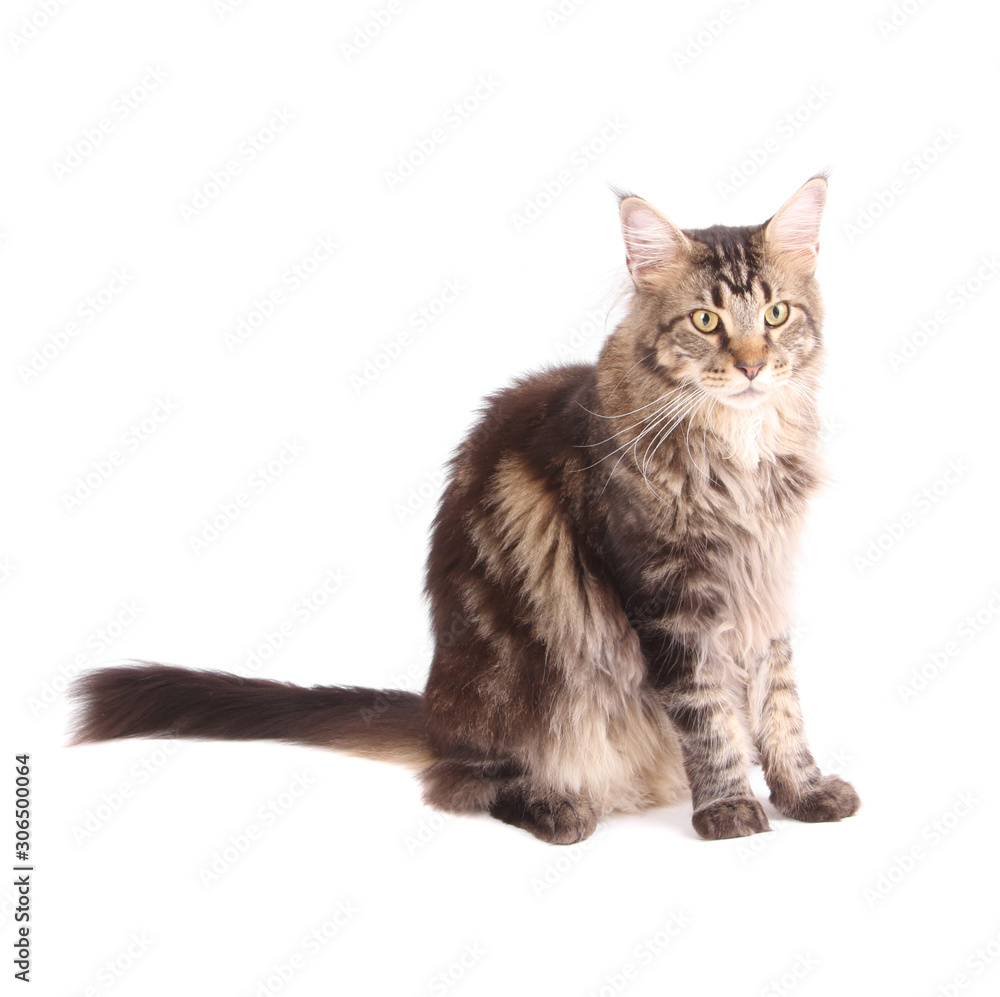Beautiful Mainecoon cat isolated on white 