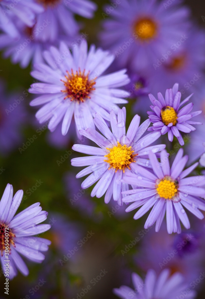 Blue aster flowers. Blue aster flowers.
