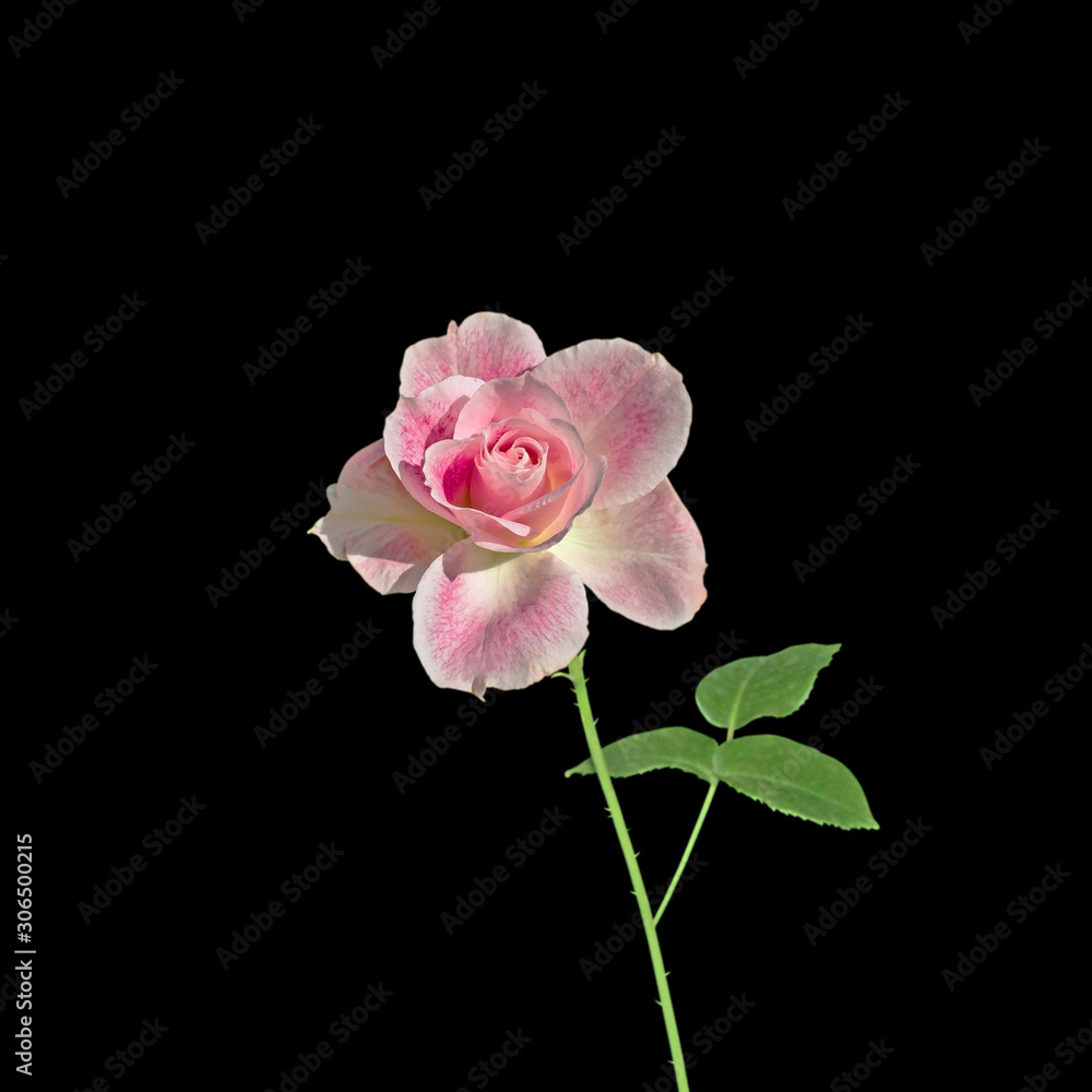 Beautiful pale pink rose isolated on a black background Beautiful pale pink rose isolated on a black background