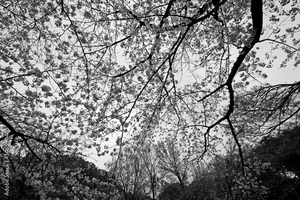 Fototapeta Monochrome photo of cherry blossoms in full bloom in the city