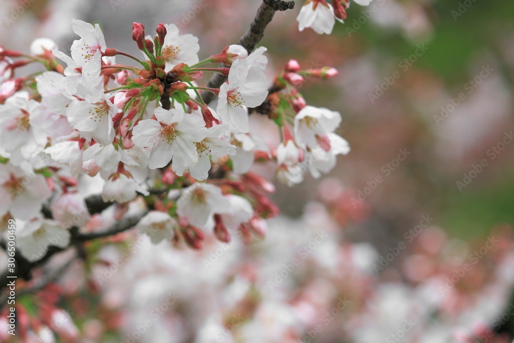 Cherry blossoms blooming in spring in Japan Cherry blossoms blooming in spring in Japan