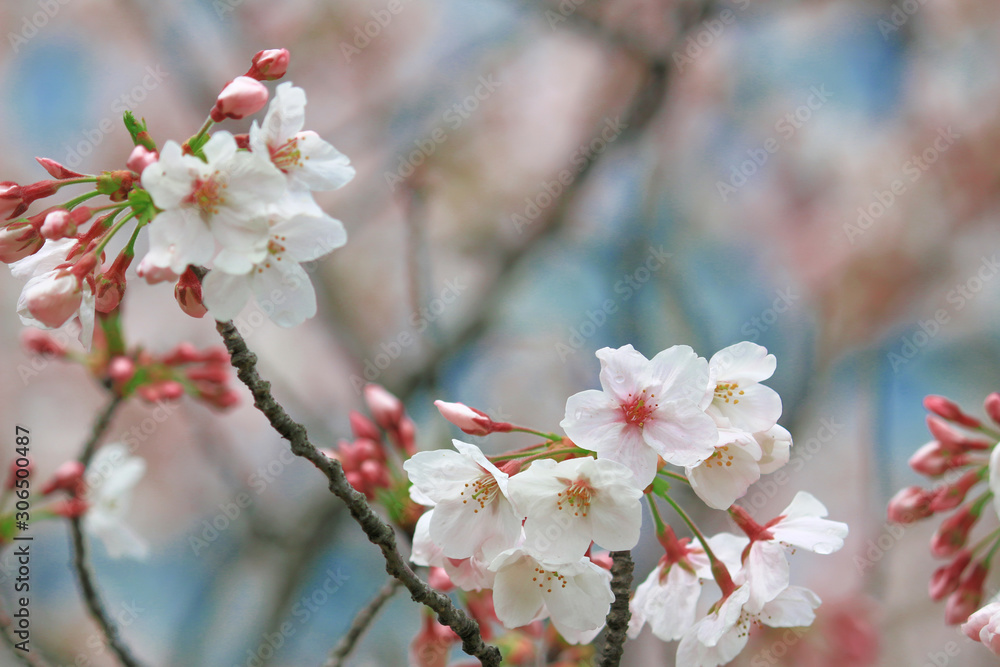 Cherry blossoms blooming in spring in Japan