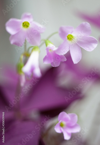 Tender purple flowers © rootstocks
