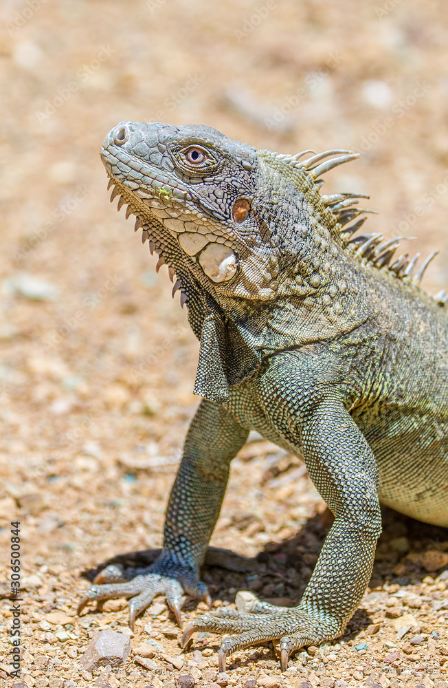 Fototapeta premium Close up green iguana head and front legs