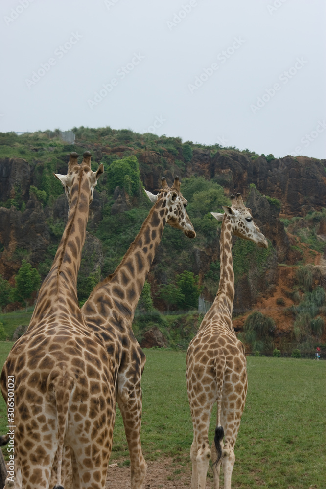 Fototapeta premium Zoo