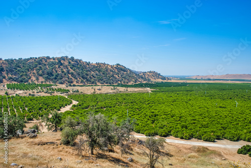 Orange groves in east side of the Central Valley in Fresno County,California,USA