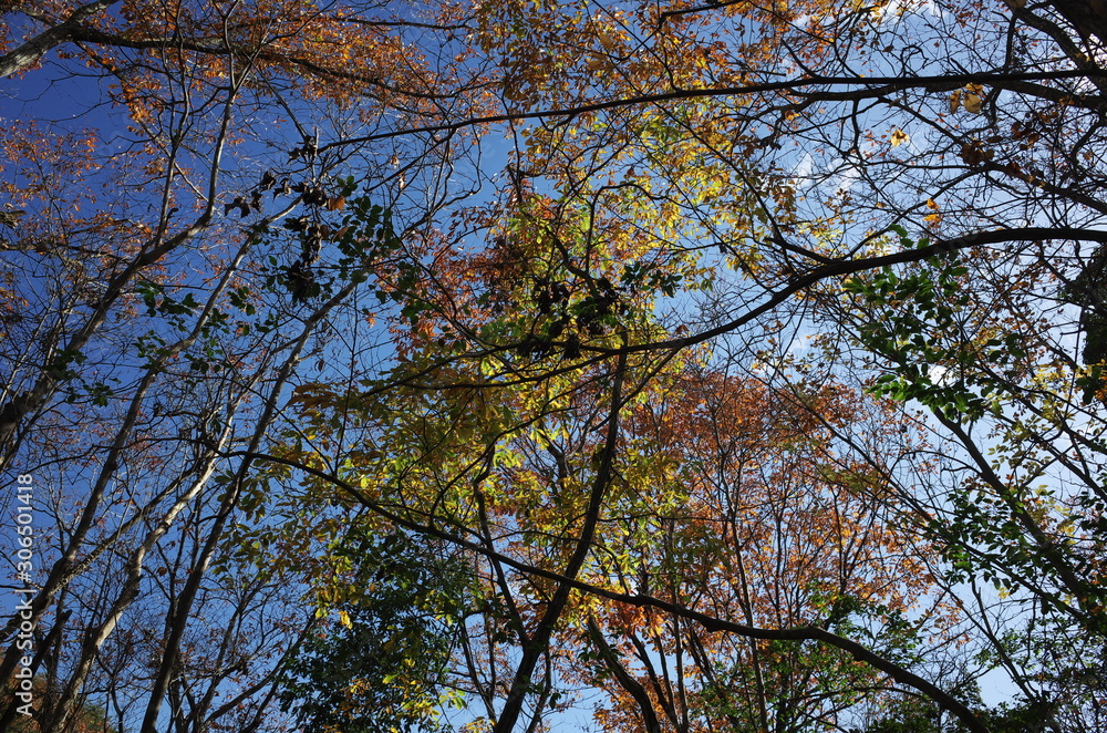 日本の岡山県岡山市の美しい紅葉 日本の岡山県岡山市の美しい紅葉