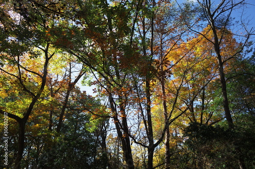 日本の岡山県岡山市の美しい紅葉