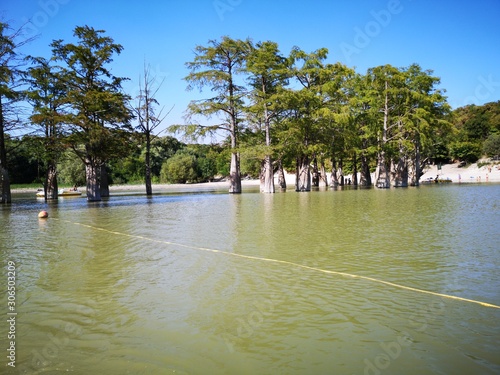Cypresses in the lake