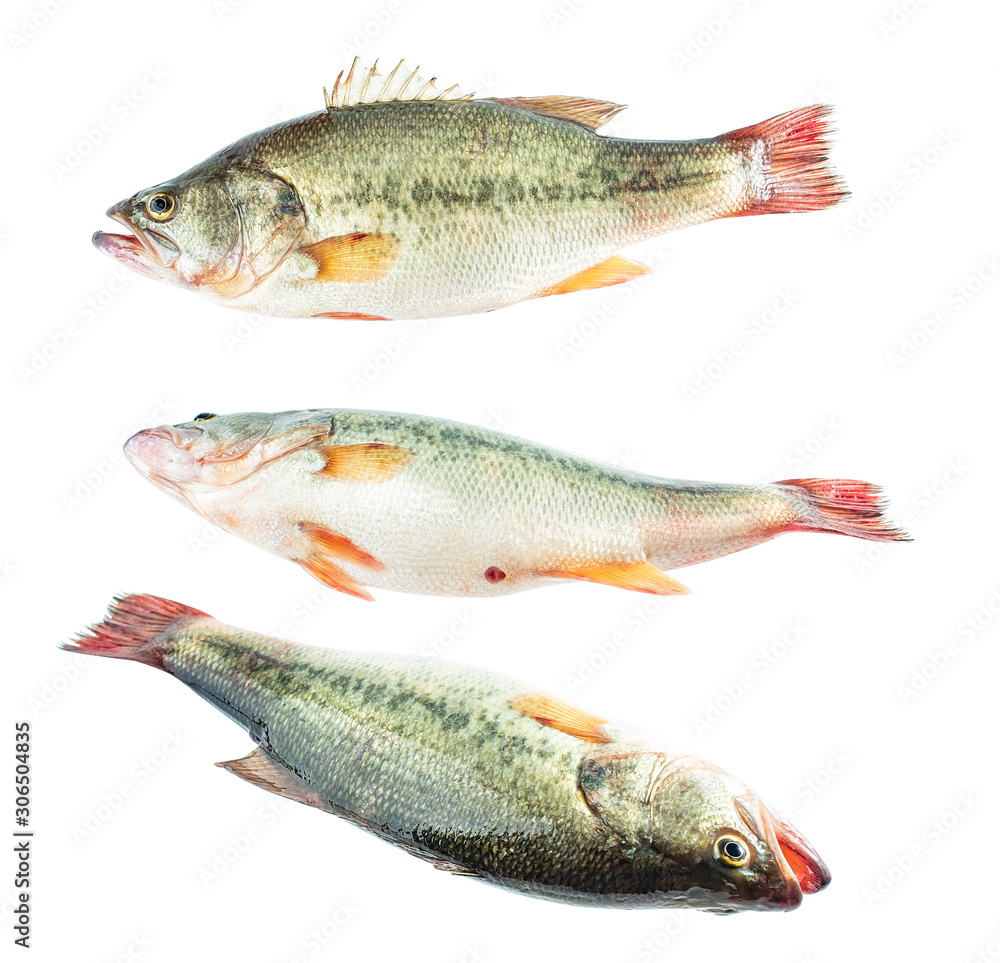 Three different angled fresh sea bass on white background Three different angled fresh sea bass on white background