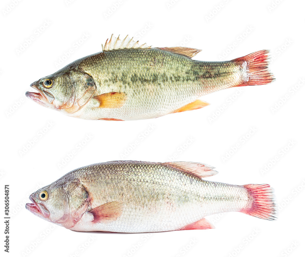 One freshwater bass and sea bass on white background Photos | Adobe Stock