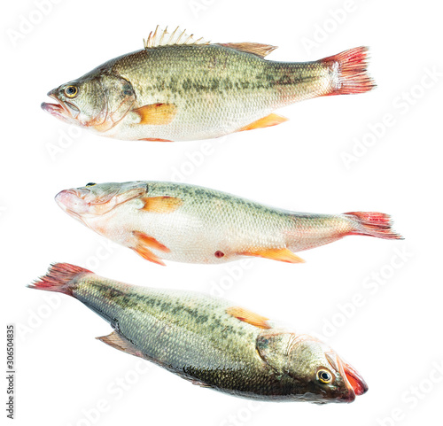 Three different angled fresh sea bass on white background