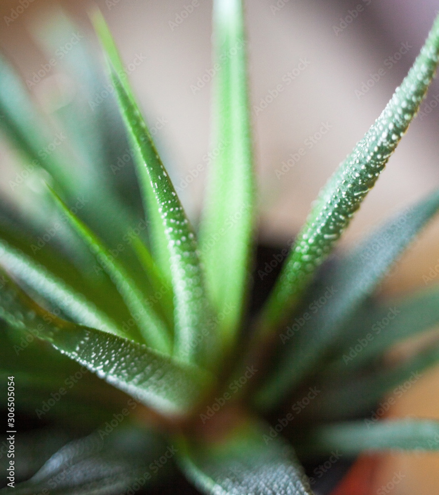 Haworthia. Succulent plant. Haworthia. Succulent plant.