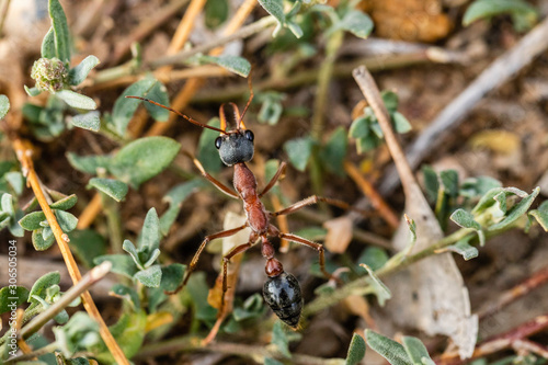 Black-headed Bull Ant © Birdsincanberra.com