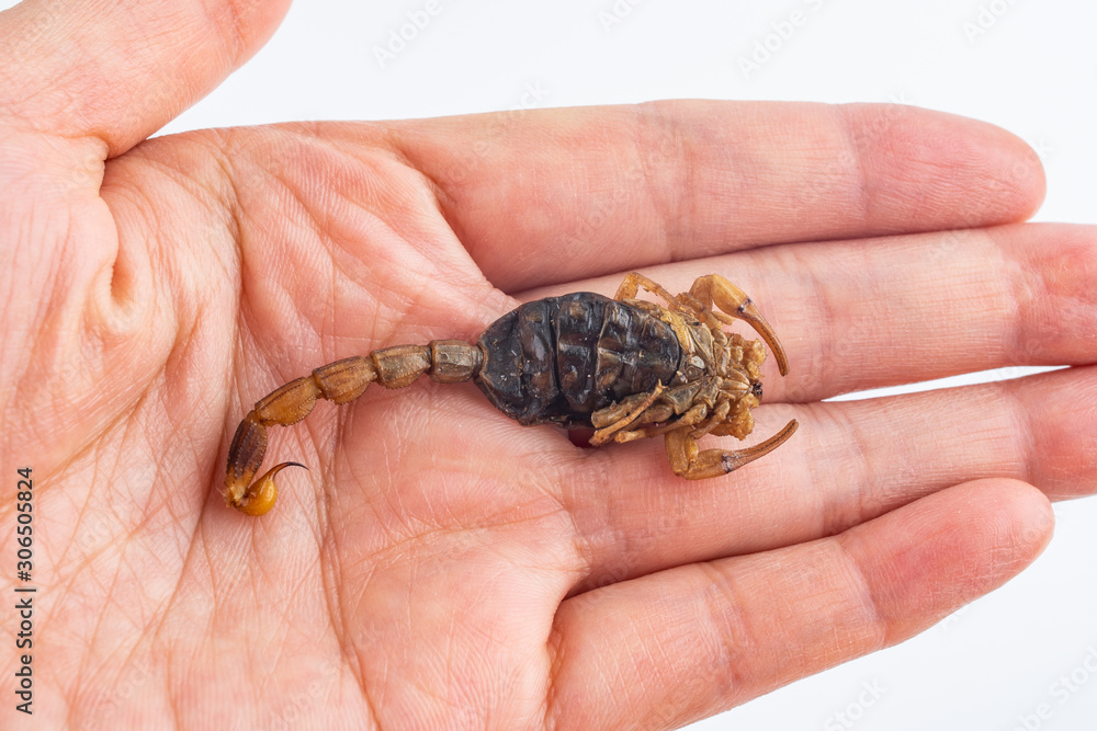 Traditional Chinese medicine concept illustration / a scorpion on the palm