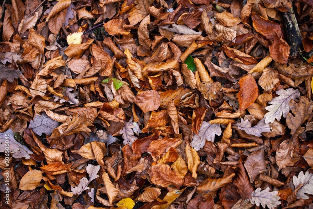 dry autumn leaves on ground in forest