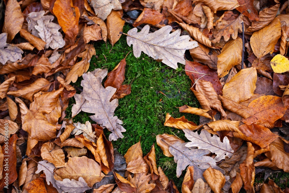 moss and autumn leaves in forest
