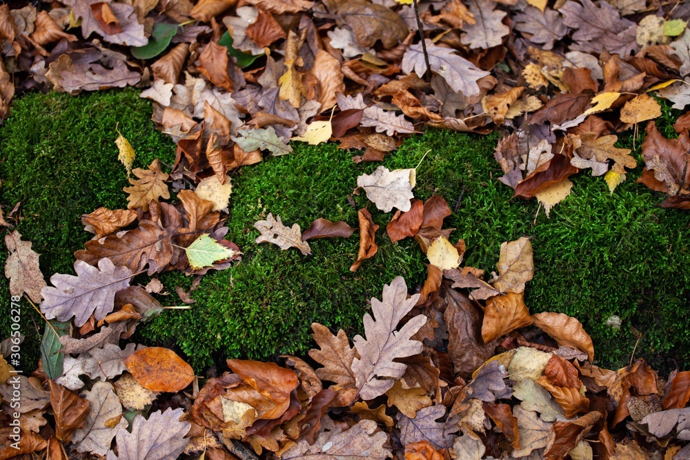 moss and autumn leaves in forest moss and autumn leaves in forest