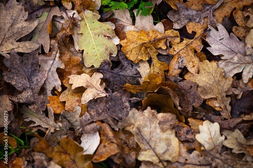 dry autumn leaves on ground in forest