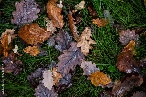 dry autumn leaves on ground in forest © Jesse