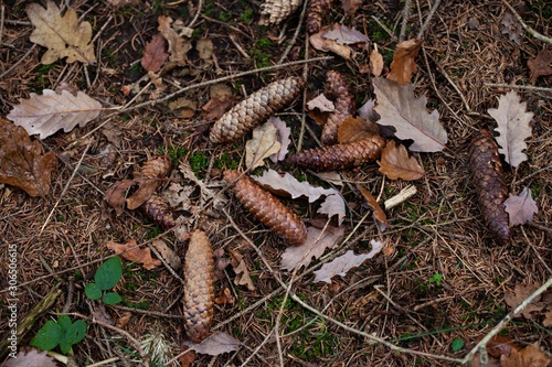 autumn leaves and pinecones on floor in forest