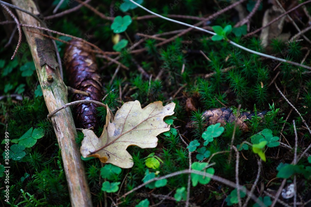 Fototapeta premium pinecone and dried leaf on moss