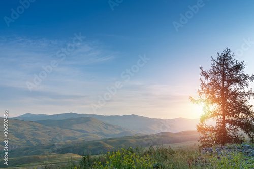 Landscape of sunrise blue sky behind coniferous tree with mountain ranges