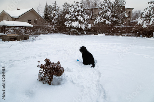 Winter landscape with snowy cottage yard and barbecue area. Sitting black dog. Snow footprints 